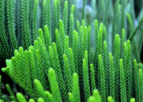 20 FRASER FIR Tree Abies Fraseri Christmas Tree Southern Balsam Fir Native Seeds - Picture 10 of 16