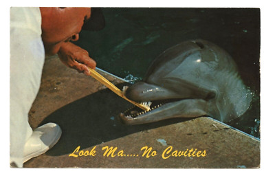 Porpoise Brushing Teeth Florida Dentist Postcard