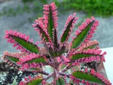 Kalanchoe Pink Butterflies Pink Mother of Thousands Rare Succulent Plant25 Seeds