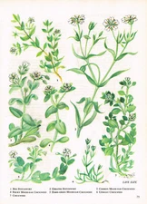 Bog Stitchwort Sticky Mouse Ear Chickweed Flower Plant Print 1962 TOBOWF#75