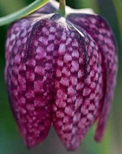 Fritillaria meleagris | Snakes Head Fritillary | Checkered Lily | 10_Seeds
