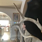 Big Wild 8Pt Northern Whitetail Deer Antler Rack Horn Skull Plate Mount — photo 7