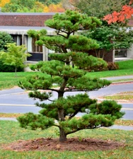 Free Shipping - Set 2 Japanese Black Pine Live Plants - 5-12" Tall - Bonsai