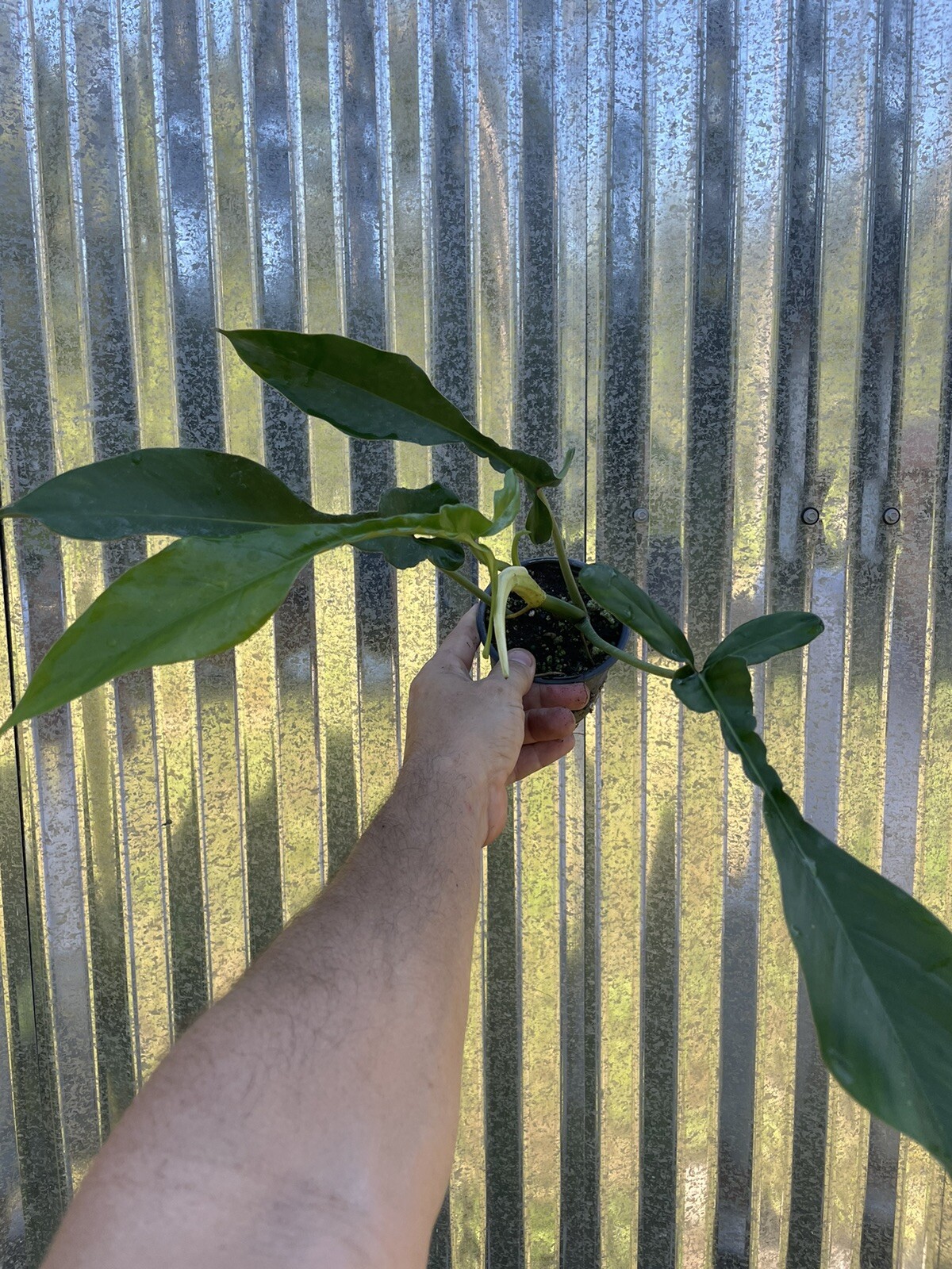 13 Philodendron Joepii Aroid 4” Pot Plant Monstera Houseplant