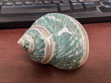 2 PCS GREEN BANDED TURBO PETHOLATUS TURBO HERMIT CRAB SEA SHELL 3"