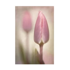 Trademark Fine Art Sharon 'Pink Tulips' Canvas Wall Art for Home Décor