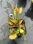 Venus Flytrap BCP Z02 -  Carnivorous Plant - Giant Cultivar 🔥 — photo 8