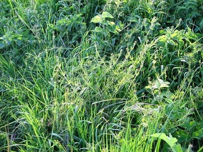 Foto 6x4 Hackbeil (Galium aparine) Bramerton Hackbeil sind einjährige Pflanzen c2017
