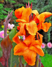 ⭐️ 🌻 🌞 🌴 2x*TOP*🌞 CANNA ORANGE WYOMING 🌞 bis 3m Indica indisches Blumenrohr