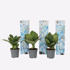 Hortensia - Set de 3 - Hydrang…