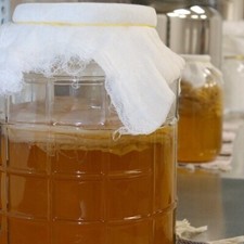 organic kombucha scoby