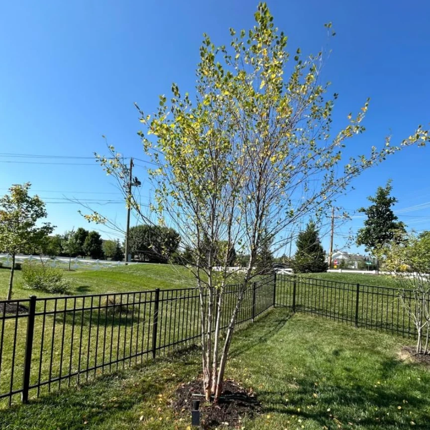 Abedul de río (grupo de varios tallos) - árbol vivo en maceta de cuarto de galón (12-18" de alto) Foto 3 de 4