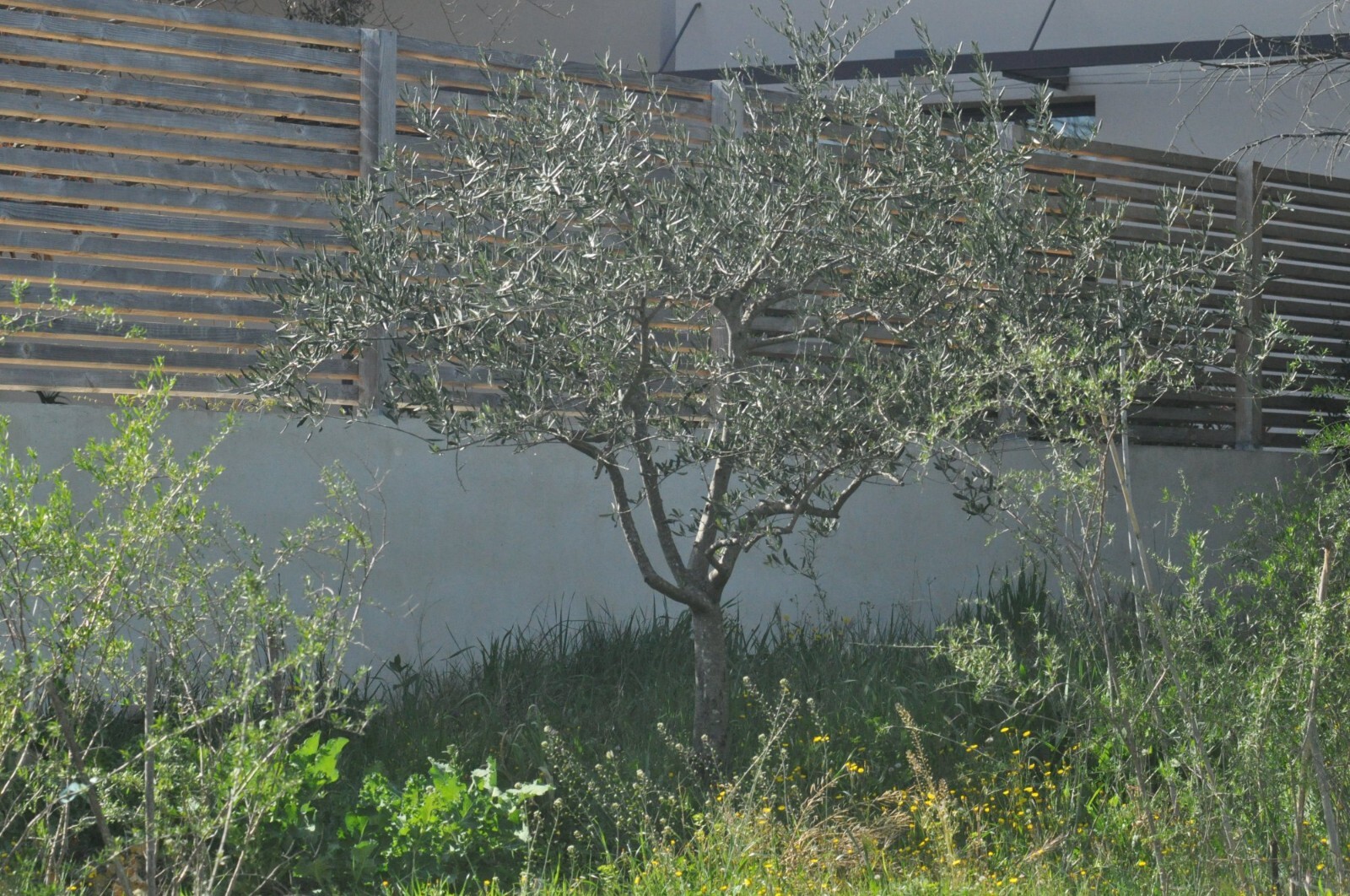 Olivier en pleine terre pour transplantation - Arbre adulte 150cm pour jardin