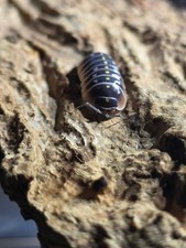 Pudding Isopods Live Isopods Bioactive Clean-Up Crew 10 Count