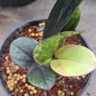 ZZ Rare Zamioculcas Zamiifolia Multicolor Green Black Variegated Plant House