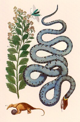 Reptile, Mammal, Insect, Plant --POSTCARD