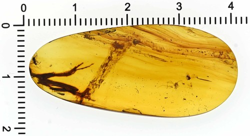 Rare Half Lizard - Two paws and tail, Fossil inclusion in Burmese Amber - Picture 5 of 5