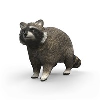 Schleich - Wild Life - Raccon (14937) Toy NEU