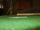 Picture 4 of 8