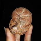 AMAZING AMMONITES!! AGATHICERATIDAE FOSSIL ON MATRIX FROM TIMOR, INDONESIA, 35MM