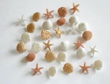 Tiny Seashell Shank Buttons / Jesse James Dress It Up / SM Shells ~ Sand Dollars