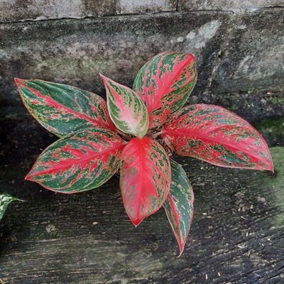 Aglaonema Pincut Beautiful Condition Real Picture