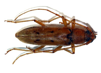COLEOPTERA, CERAMBYCIDAE, ACHRYSON SURINAMUM aus MEXIKO