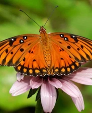 Free! Bogo! 30 Dogbane Seeds Indian Hemp Butterfly Host Organic Native