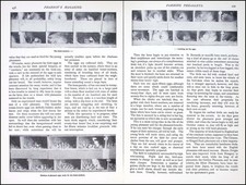 FARMING PHEASANTS. BY J.T. NEWMAN. AN ORIGINAL ARTICLE FROM PEARSONS MAGAZINE, 1