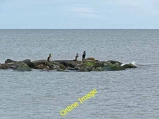 Photo 6x4 Cormorants on groyne, Rosslare Strand Ros Lair  c2012