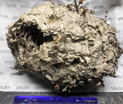 Bald Hornet Nest Bee Home Wasp House Bees Hive For Science Taxidermy Man Face
