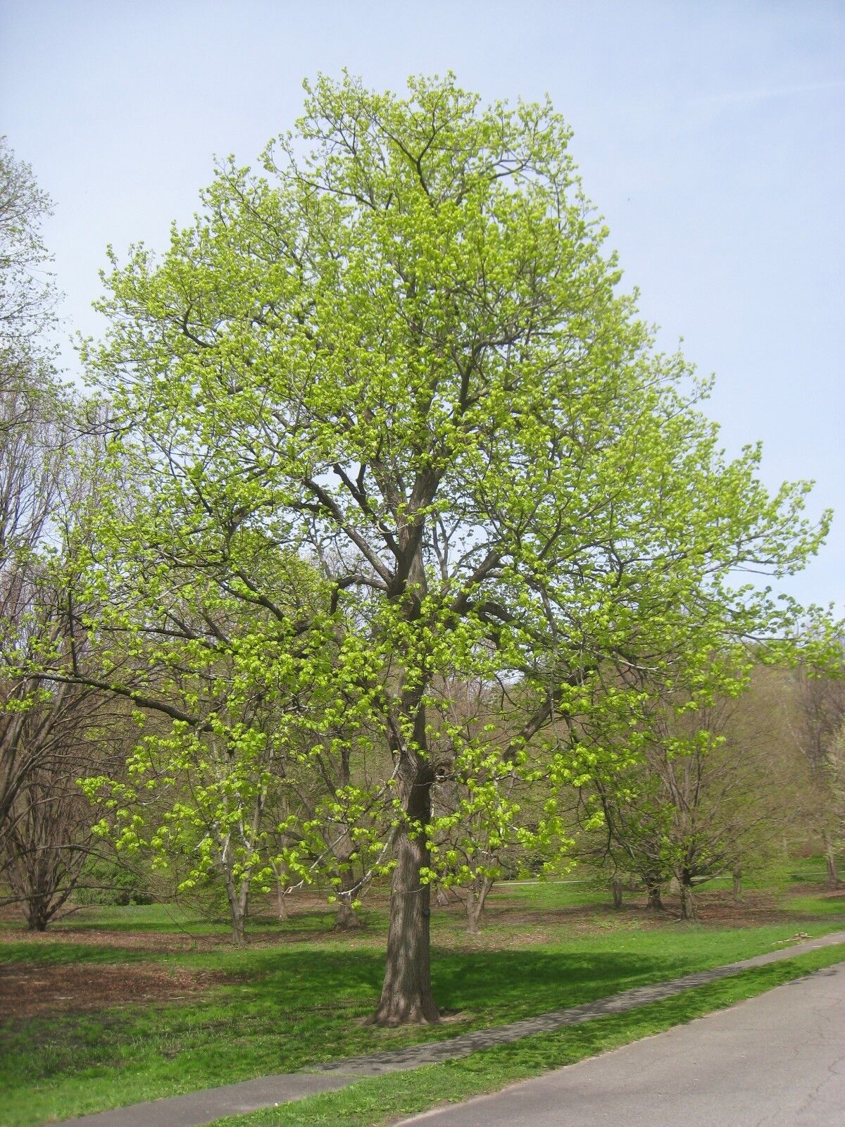 American Linden, Basswood Tree (Tilia americana), 8 seeds eBay