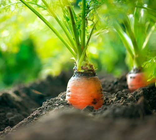 CARROT RAINBOW Mix 100+ seeds vegetable HEIRLOOM Red Purple White Yellow Orange - Picture 3 of 3