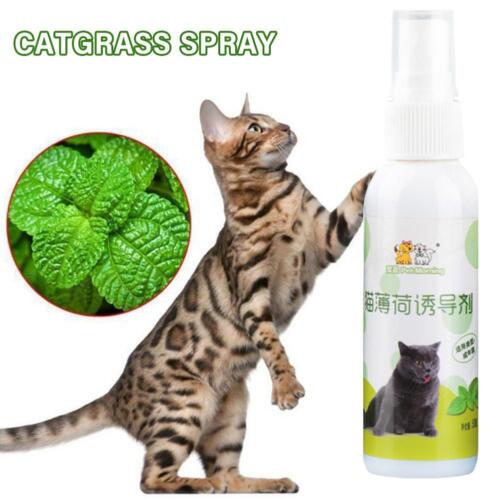 50ml Natural Catnip Spray Cat Plate Inducer Fresh Extract Fast Cat Catnip A W4A1 - Photo 1/9