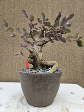 Old Beach Vitex  Bonsai Tree,,,, sale 