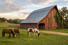 12x18 HD Country Photo Poster of HORSES GRAZING by Red Barn & Ivy Oak Trees 🌳 