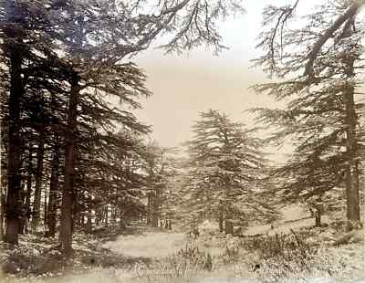Felix BONFILS (1831-1885) clearing in the cedar forest of Mount Lebanon c.1870