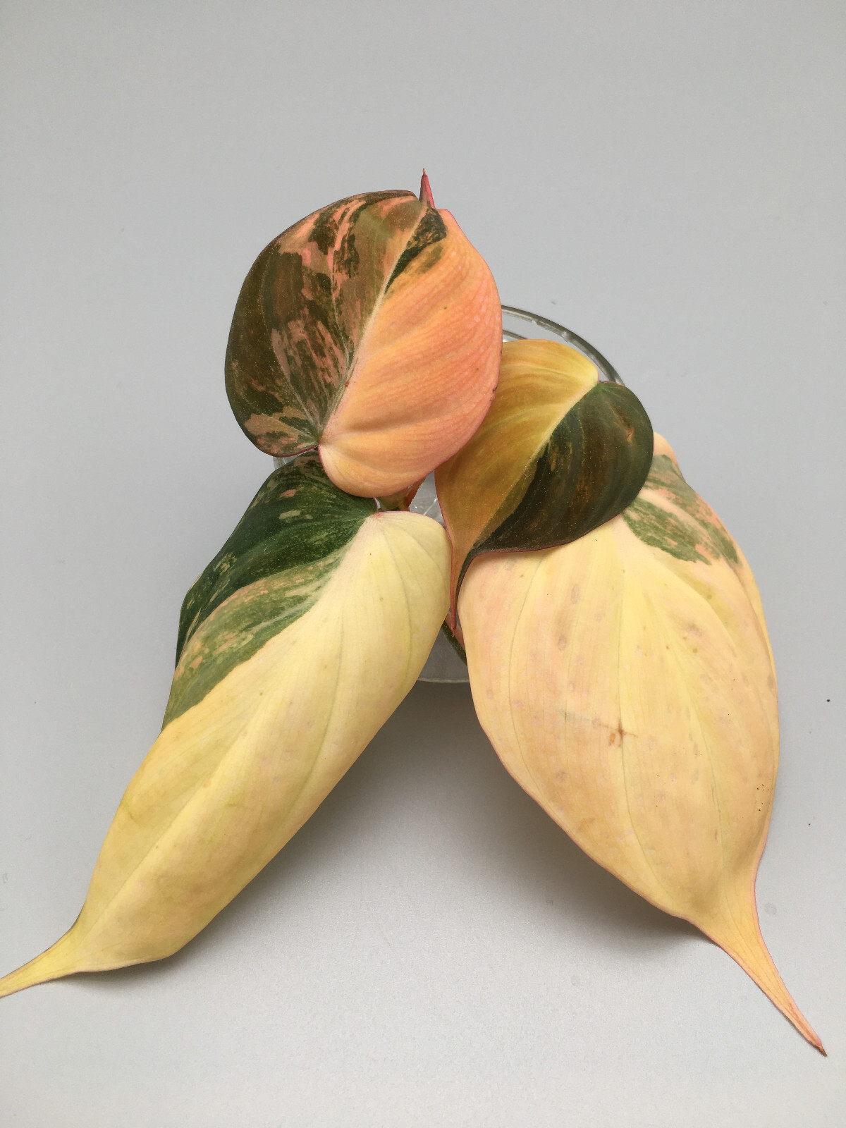 Esquejes Philodendron Micans variegata