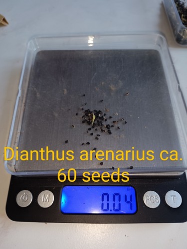Garofano di sabbia, Dianthus arenarius, rosa sabbia, 60 semi, semi, raro - Foto 2 di 16