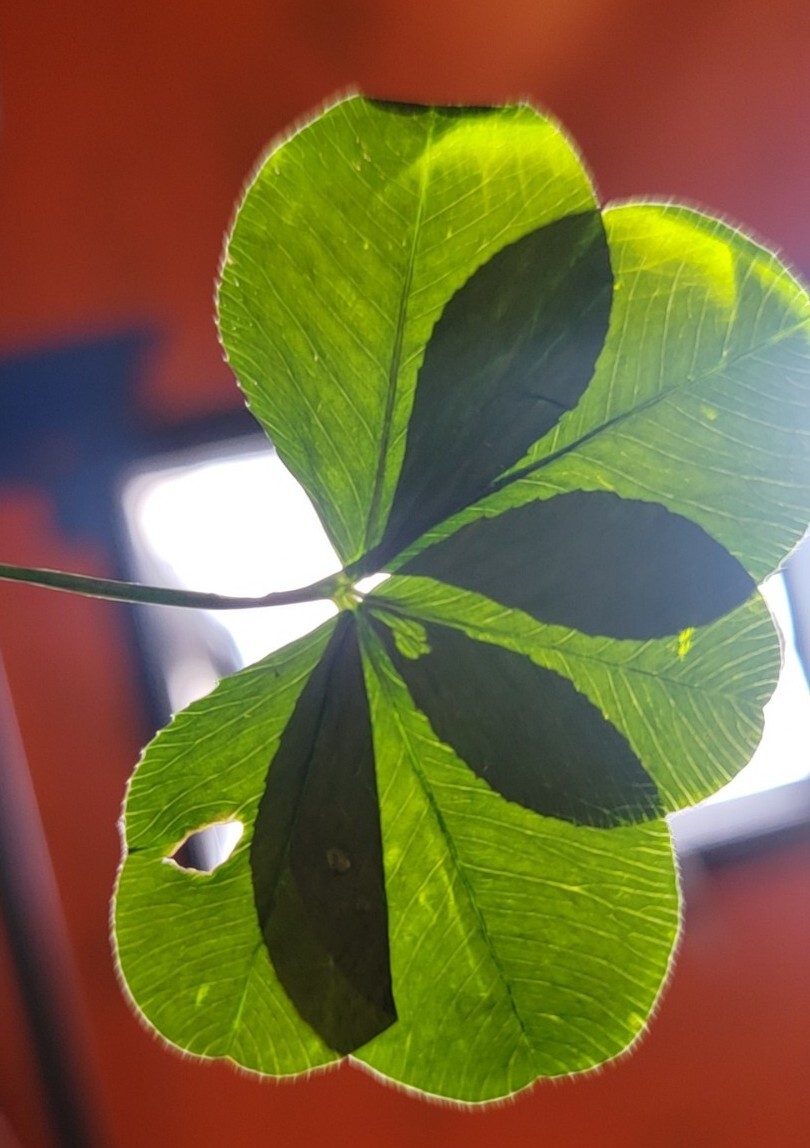 4 four leaf clovers + One 5 Leaf | eBay