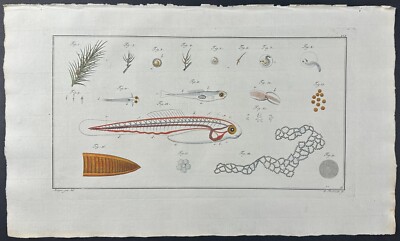 Bloch- Fish Anatomy. 19 - 1785 Hand-colored Fish Engraving | eBay