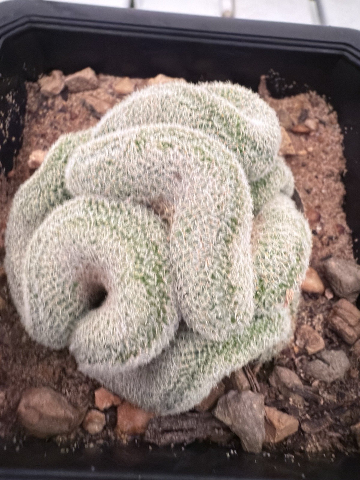 Mammillaria Microthele Perbella Brain Cactus, Rare