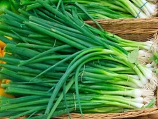 Evergreen Bunching Green Onion - Seeds - Organic - Non Gmo - Heirloom Seeds