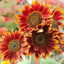 Autumn Beauty Sunflower Seeds Flowers Big Orange Red Yellow 50 Seeds