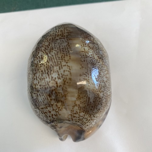 Cypraeidae Arabica Asiatica - 68mm - Beautiful Color, Pattern and Shape - Picture 3 of 5
