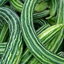 Tortarello Abruzzesse Cucumber Seeds (25+ Seeds)