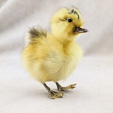 Domestic Duck Duckling taxidermy Collectible Species: A Platyrhynchos domesticus