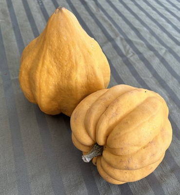#ad Thelma Saunders Acorn Winter Squash Seeds NON GMO Potato Squash FREE SHIPPING $37.99