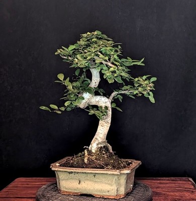 BONSAI CHINESISCHE ULME ULMUS PARVIFOLIA INDOOR BAUM PFLEGELEICHT !!!