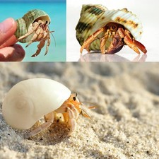 Hermit Crab Shells Medium and Large - 12PCS Growth Turbo Seashells Size 1.18"...